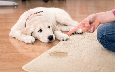 Anti-pipi pour chien dans la maison : quelles solutions efficaces ?