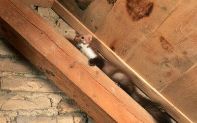 Bruit d’une fouine dans une maison : comment le reconnaître ?