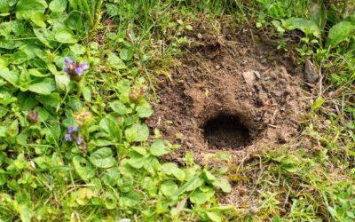 Comment identifier un trou de rat dans votre jardin ?