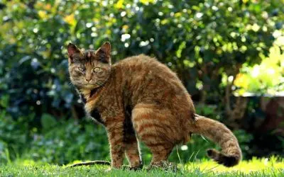 Comment éviter les crottes de chat dans le jardin efficacement ?