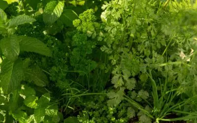 Comment faire un jardin d’herbes aromatiques en pleine terre facilement ?