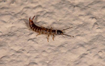 Que signifie la présence de pince-oreilles dans une maison ?