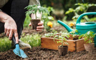 Que planter au potager : la liste complète pour réussir