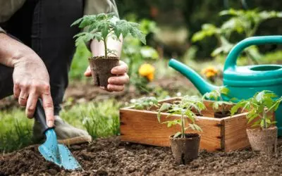 Que planter au potager : la liste complète pour réussir