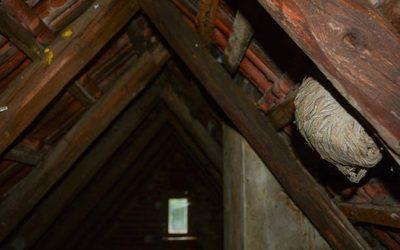 Peut-on laisser un nid de guêpes sous toiture sans danger ?