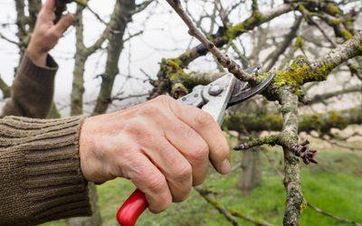 Quand faut-il tailler les pommiers ?