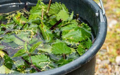 Comment utiliser le purin d’ortie comme engrais naturel ?
